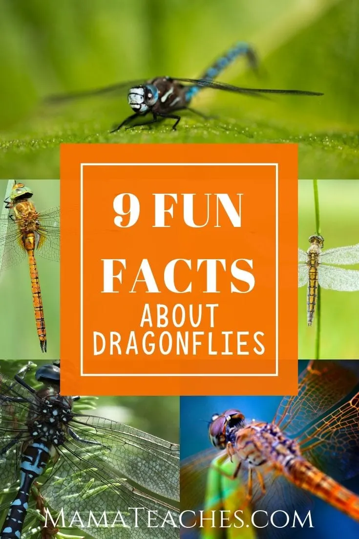 9 Fun Facts for Kids About Dragonflies - MamaTeaches.com