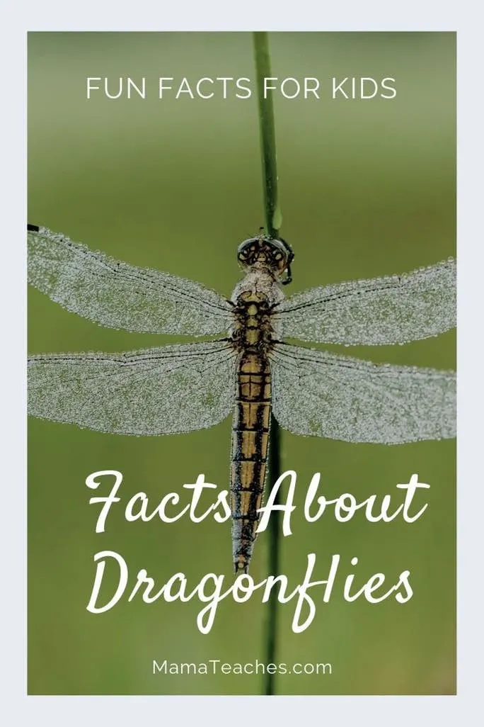 Fun Facts for Kids About Dragonflies