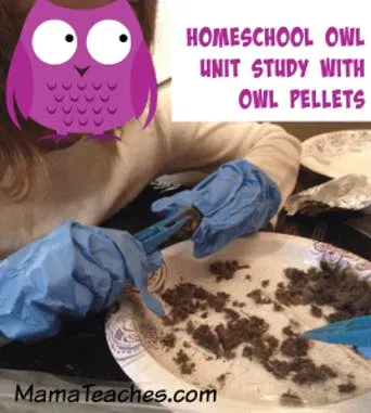 An Owl Pellet Unit Study