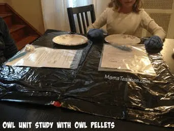 A Homeschool Owl Unit Study with Owl Pellets