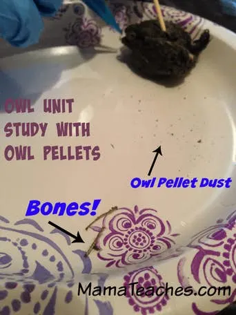 A Homeschool Owl Unit Study with Owl Pellets