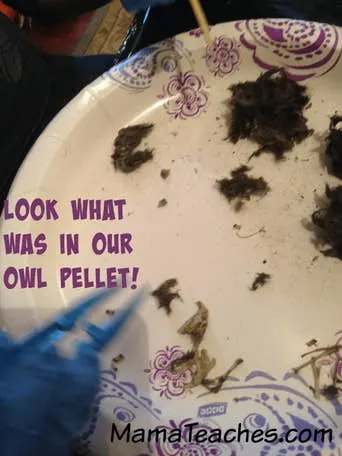 A Homeschool Owl Unit Study with Owl Pellets