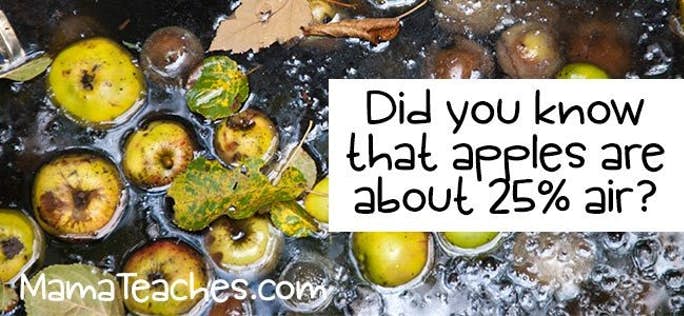 All About Apples – Fun Facts for Kids