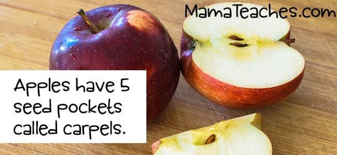 All About Apples – Fun Facts for Kids