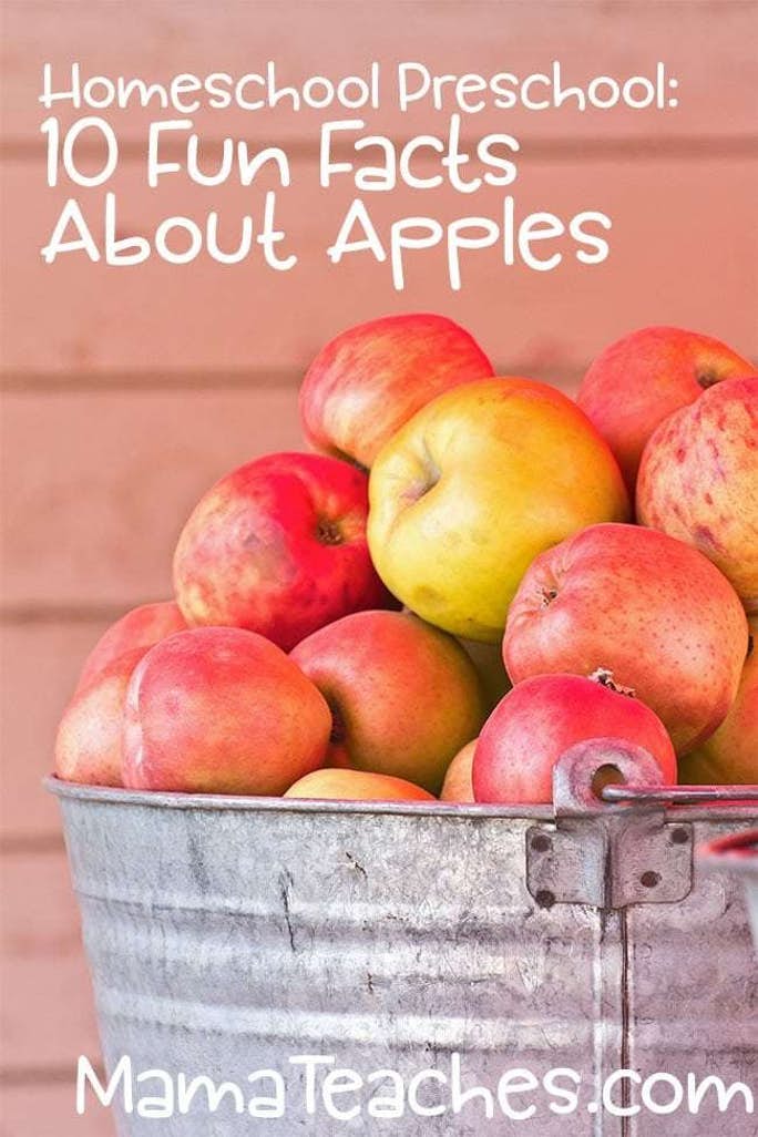 All About Apples – Fun Facts for Kids
