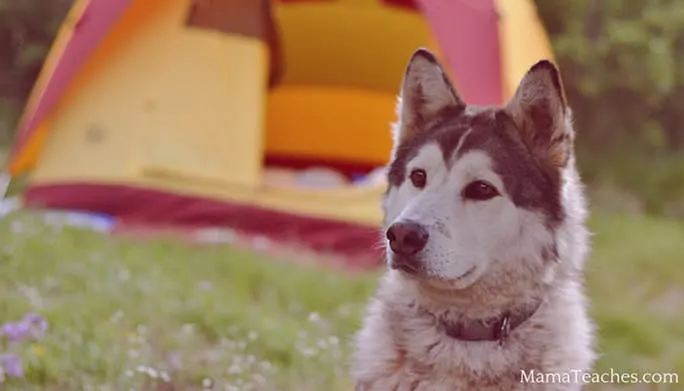 Camping with Dogs: Tips For Keeping Your Dog Safe