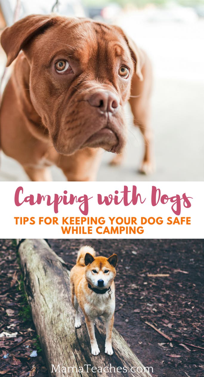 Camping with Dogs: Tips For Keeping Your Dog Safe