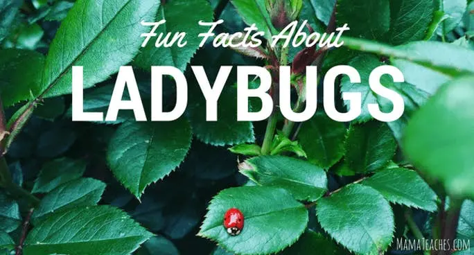 Fun Facts About Ladybugs