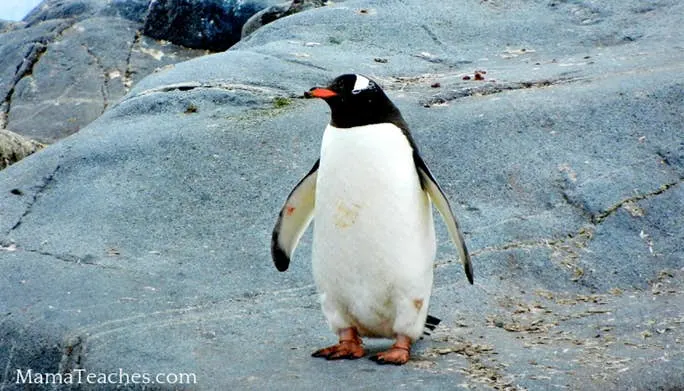 Fun Facts About Penguins for Kids