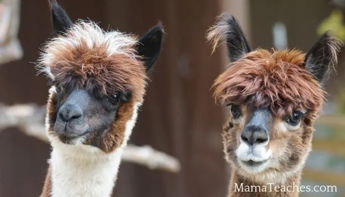 All About Alpacas