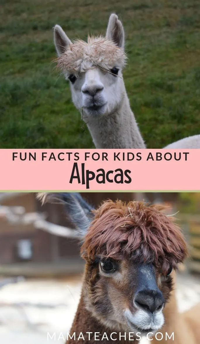 Fun Facts for Kids About Alpacas
