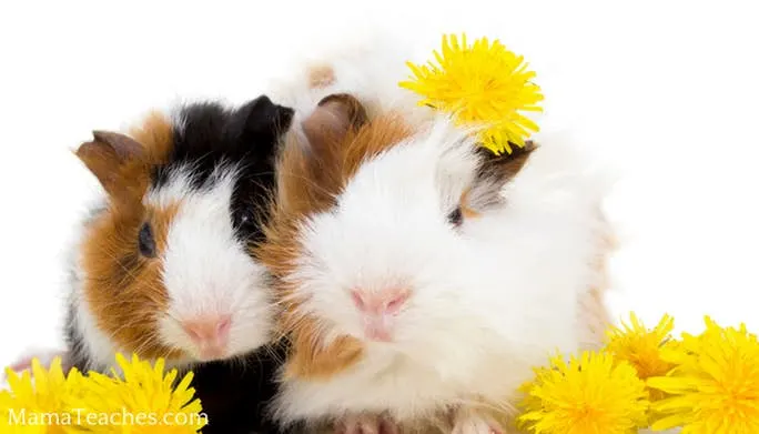 Guinea pig bedding clearance options