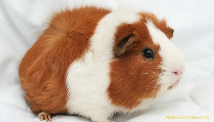 Rare breeds of guinea pigs – Guinea Pig Sandy