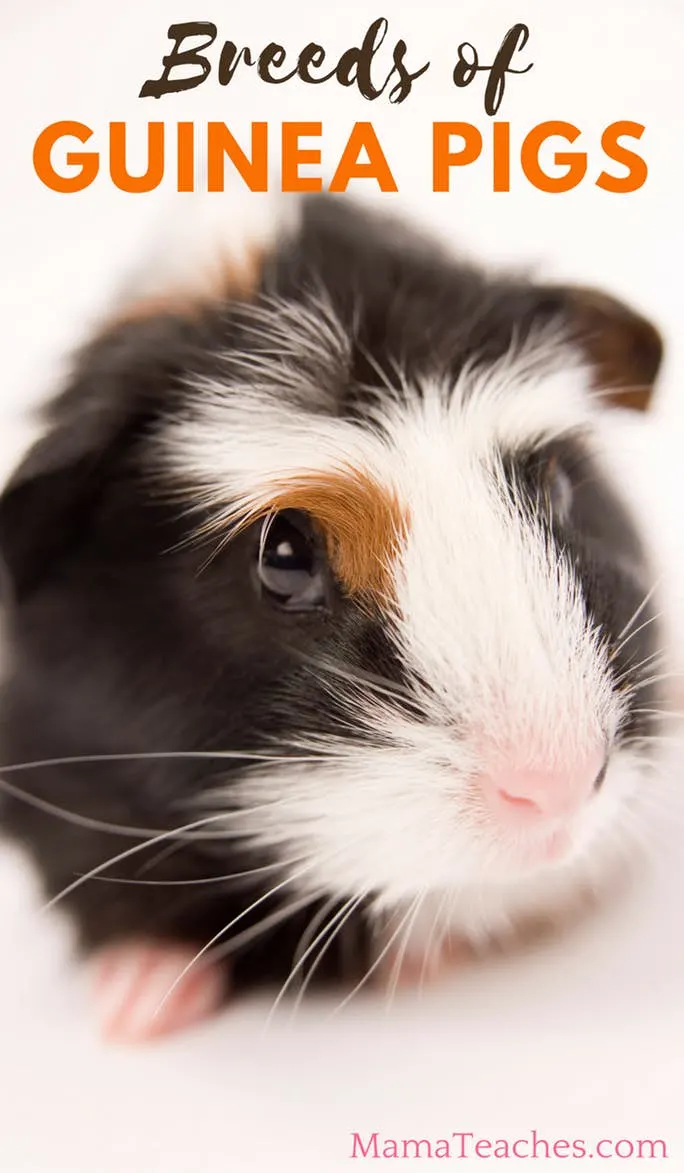 Guinea Pig Breeds