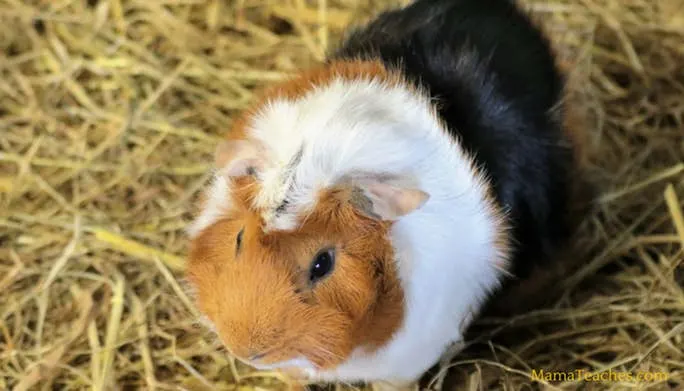 Guinea Pig Breeds