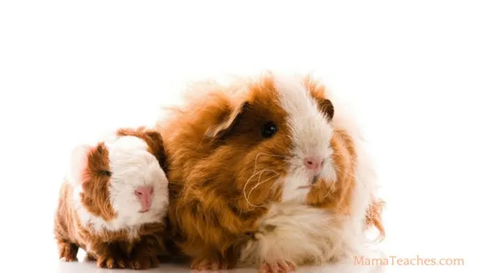 Guinea Pig Care