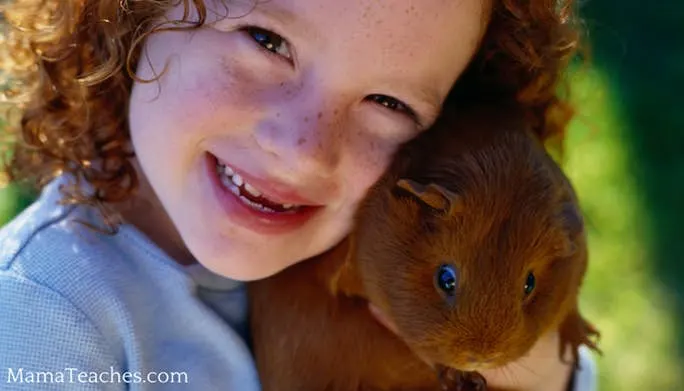 Guinea Pigs as Pets