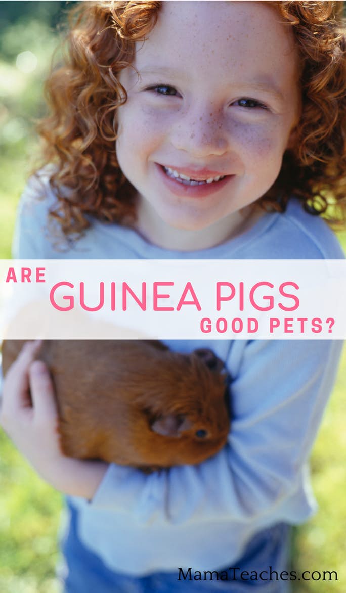 Guinea Pigs as Pets