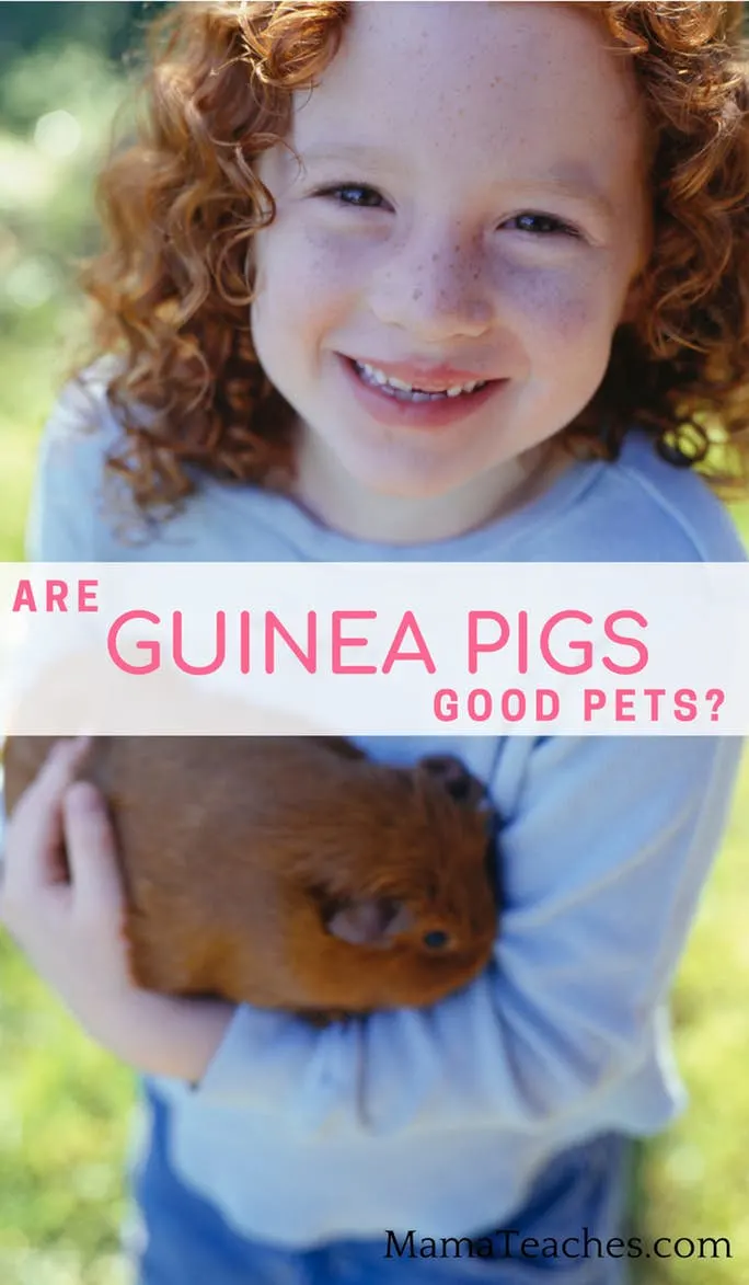 Guinea Pigs as Pets