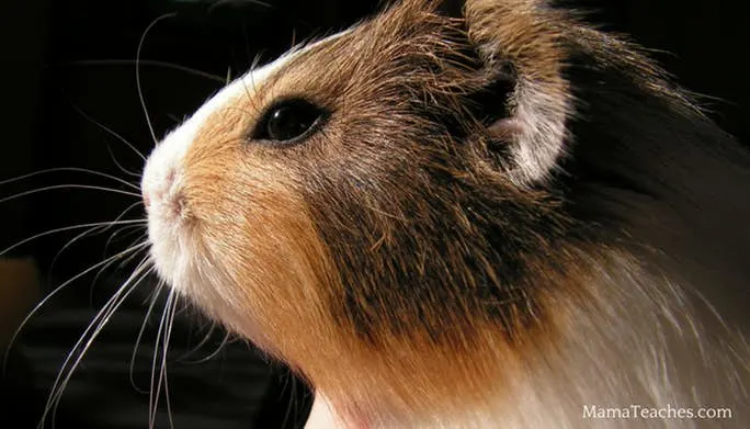 How Long Do Guinea Pigs Live?