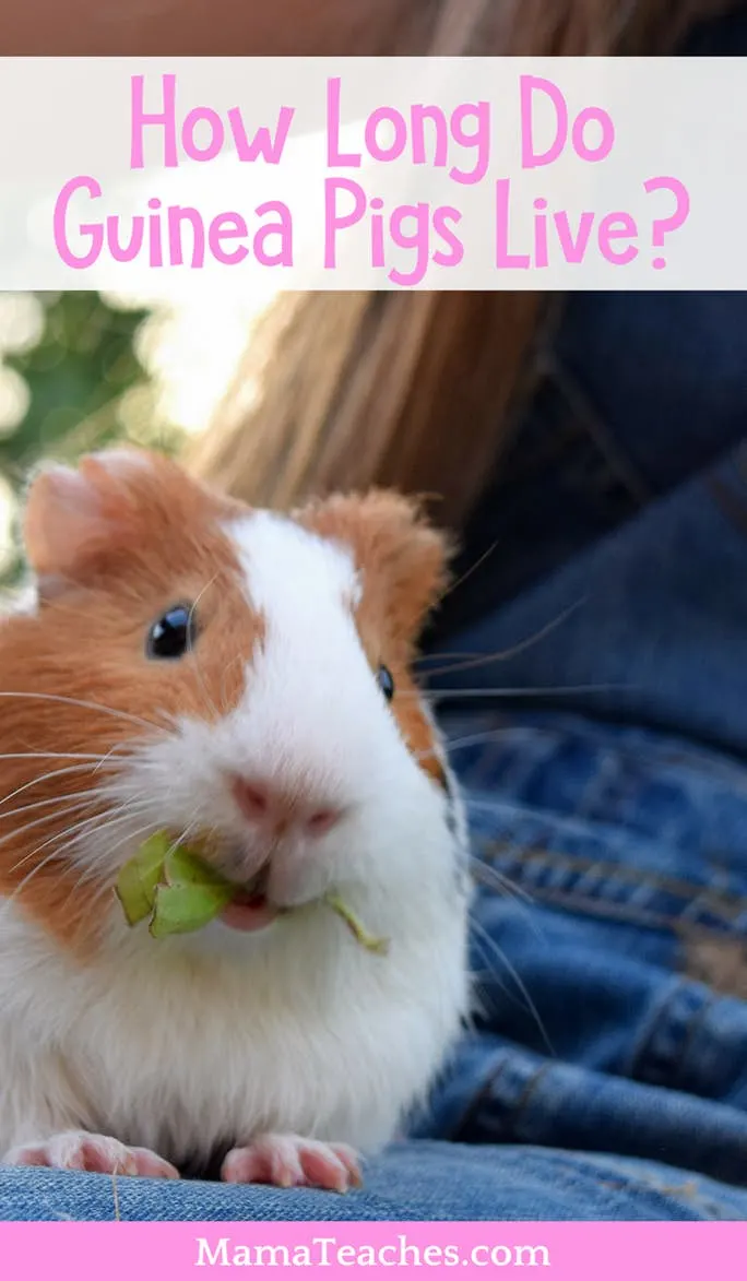 How Long Do Guinea Pigs Live?