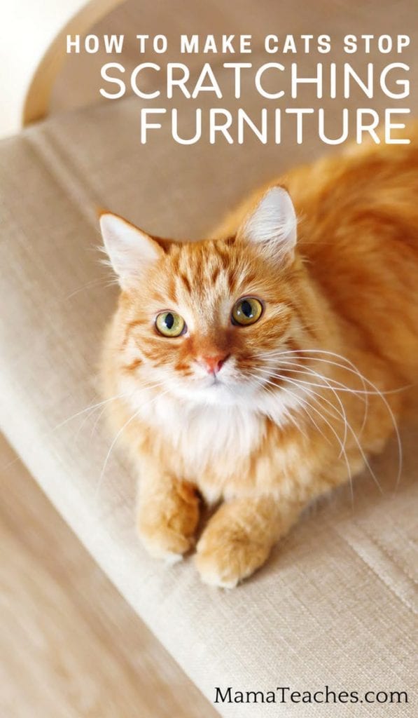 How to Get Cats to Stop Scratching Furniture Mama Teaches