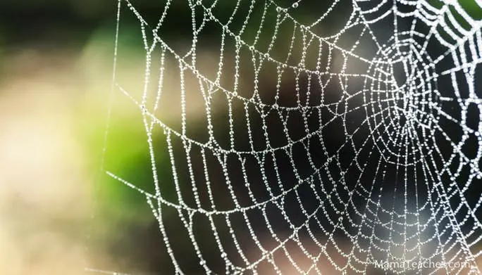 Interesting Facts About Spider Webs!