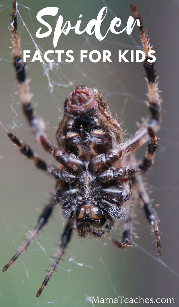 Spider Facts Learn About Spiders