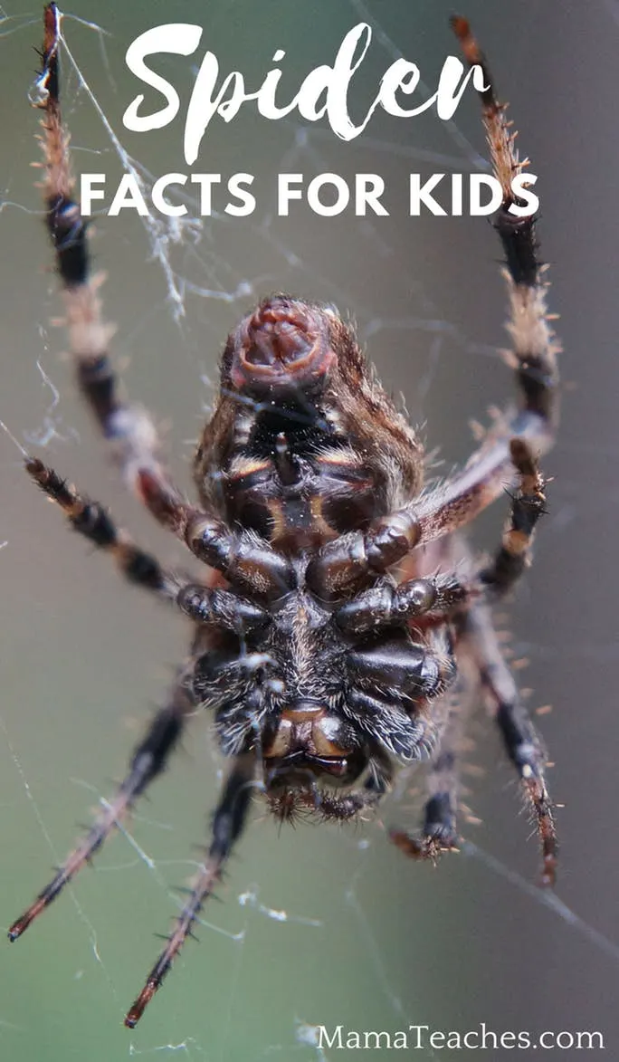 Spider Facts for Kids: Arachnid Information for Students