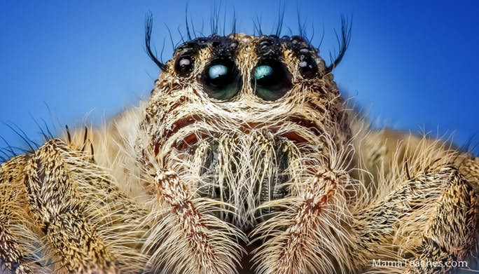 Spider Facts for Kids: Arachnid Information for Students