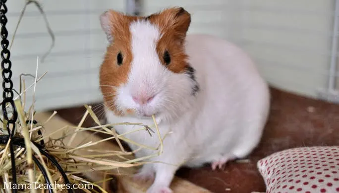 Cable ties to reinforce connections for guinea pig cages