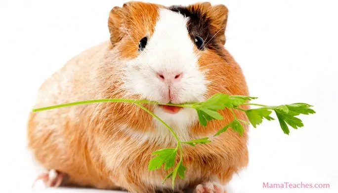 Can guinea pigs eat regular outlet hay