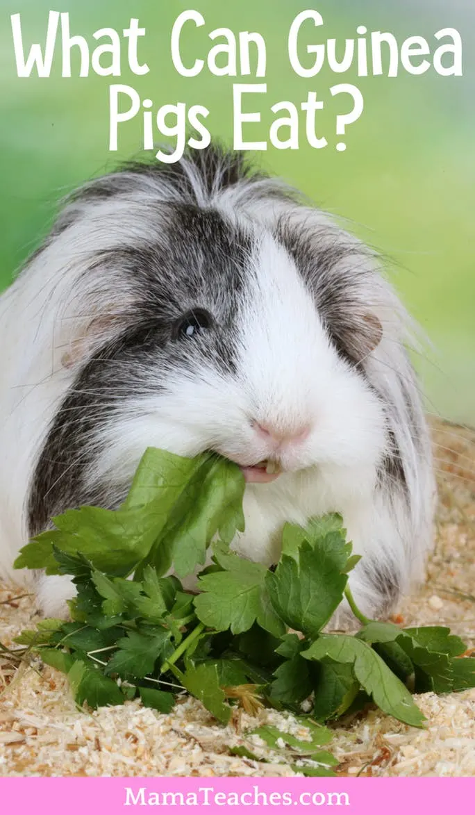 What foods can outlet guinea pigs not eat