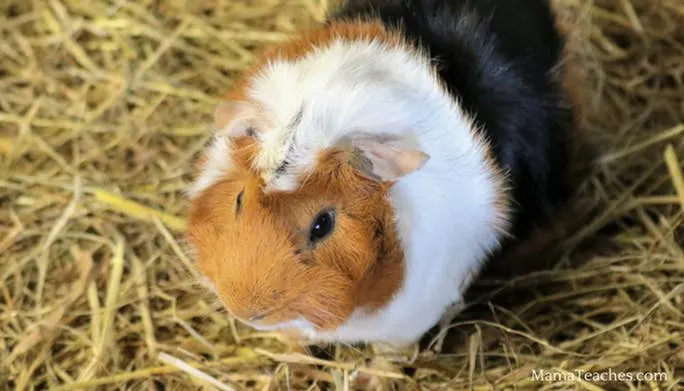 What Can Guinea Pigs Eat?