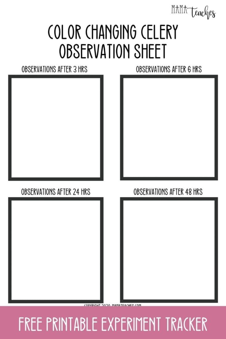 Color Changing Celery Experiment - Mama Teaches