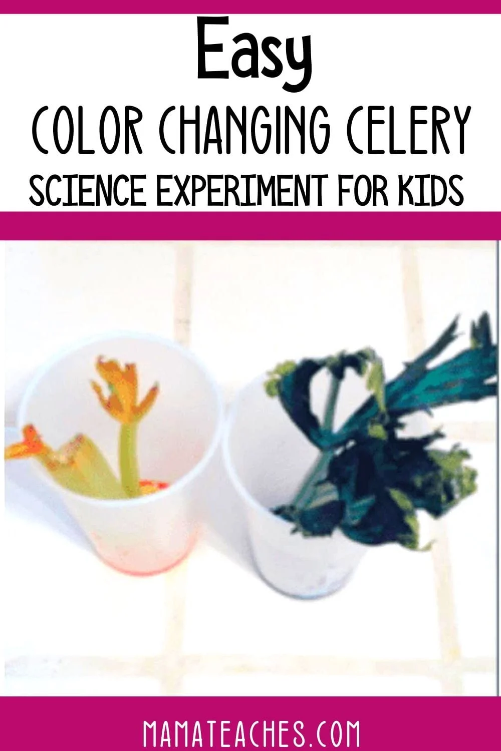 Color Changing Celery Experiment for Kids - an Easy STEM Experiment for Lower Elementary - FREE Tracking Sheet Included - MamaTeaches.com