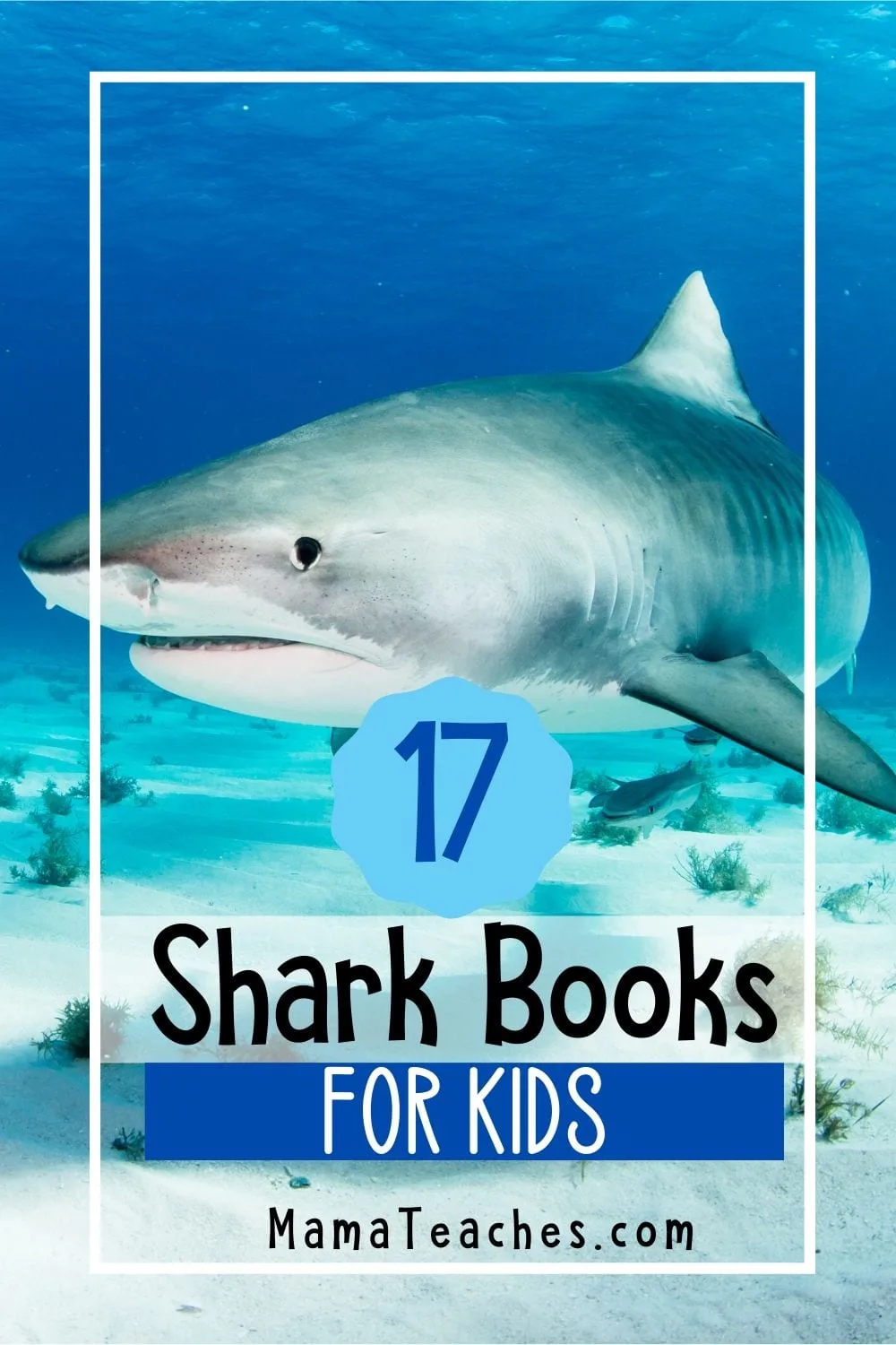 17 Shark Books for Kids - Books About Sharks for Children in Preschool through Middle School - Great for Summer Reading -  MamaTeaches.com