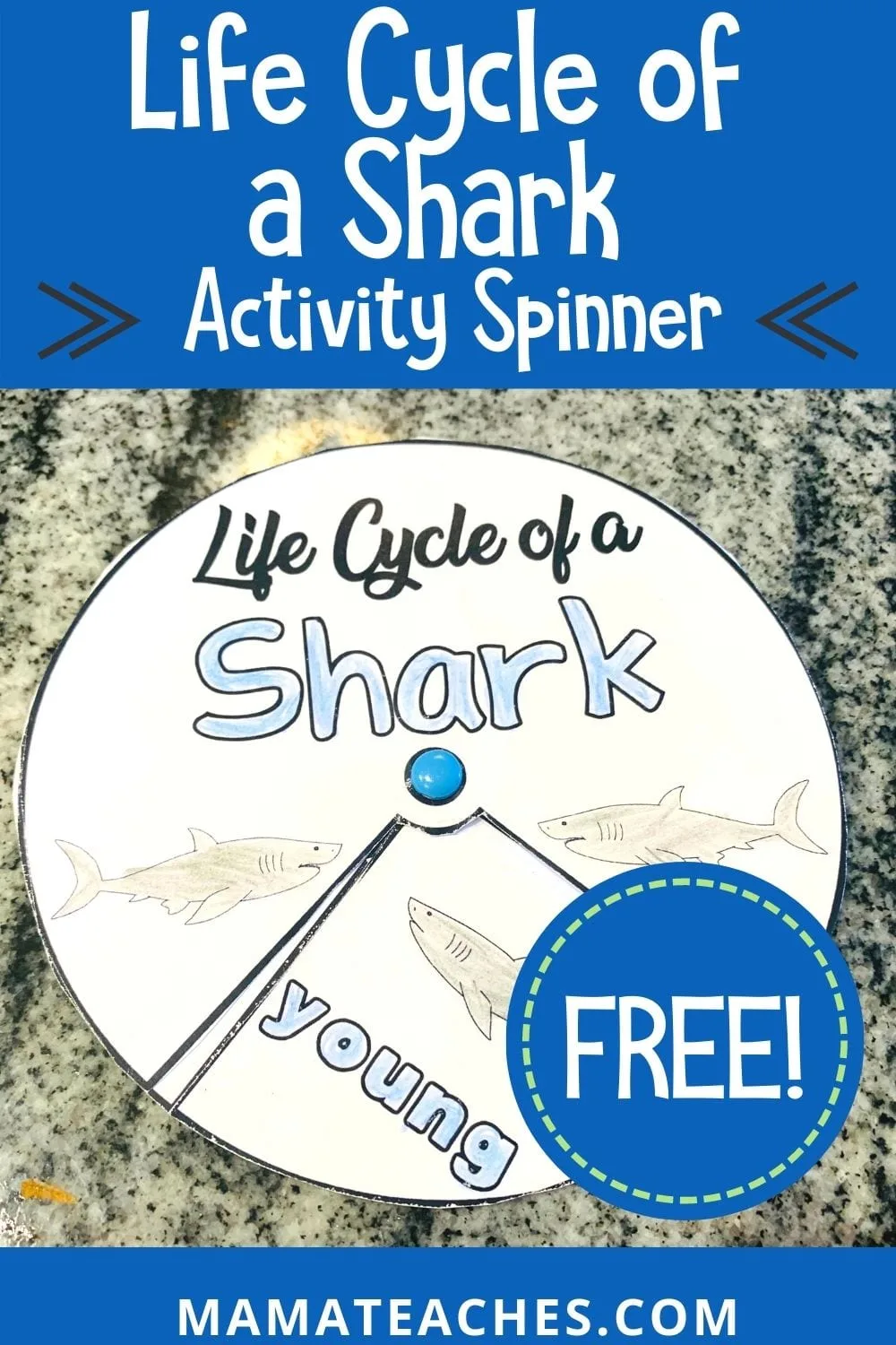 Free Life Cycle of a Shark Activity Spinner