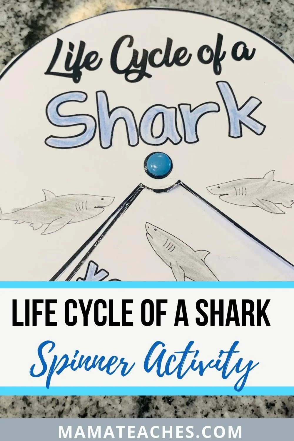 Life Cycle of a Shark Spinner Activity - MamaTeaches