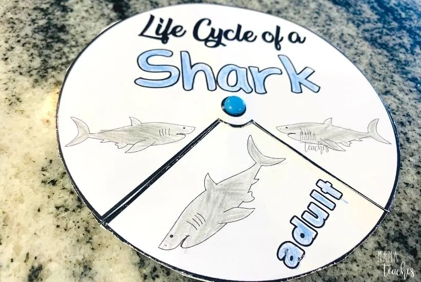 Life Cycle of a Shark Spinner Activity