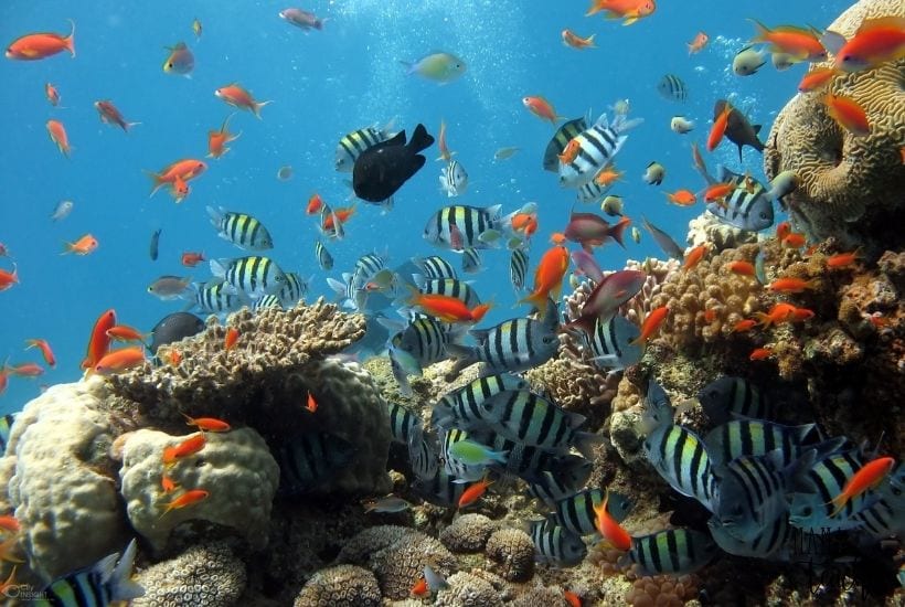 5 amazing facts that'll change the way you think about fish