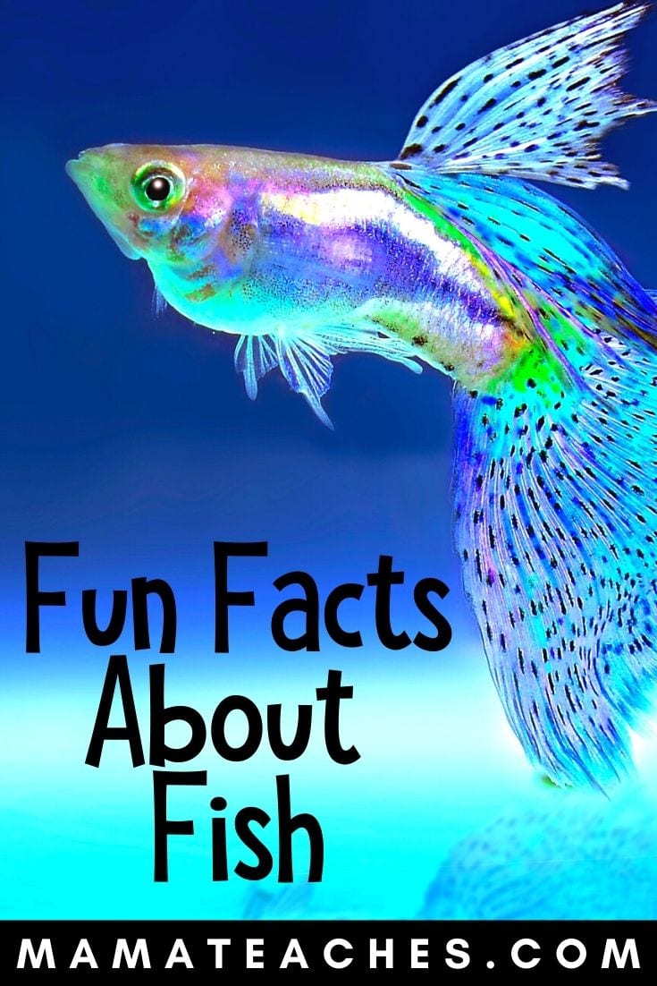 Twenty-one interesting facts about fish