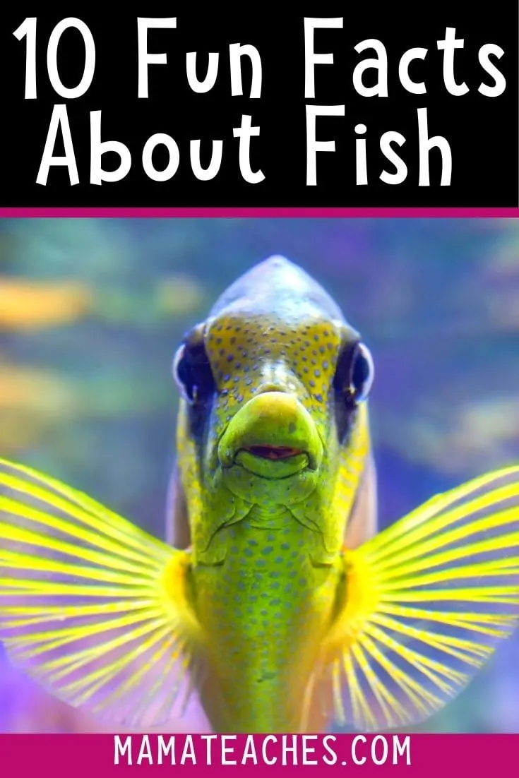 Fish Pictures & Facts