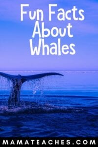 Whale Facts for Kids : 8 Facts Every Child Should Know - Mama Teaches