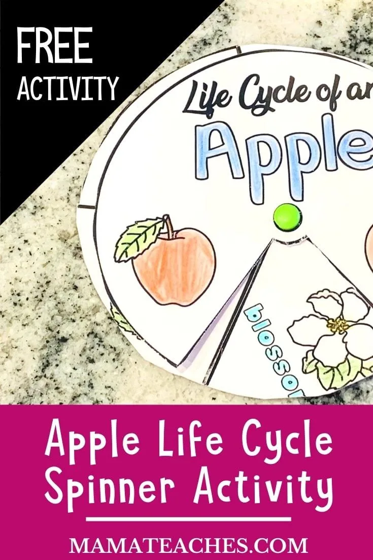 Apple Life Cycle Spinner Activity for Kids - MamaTeaches