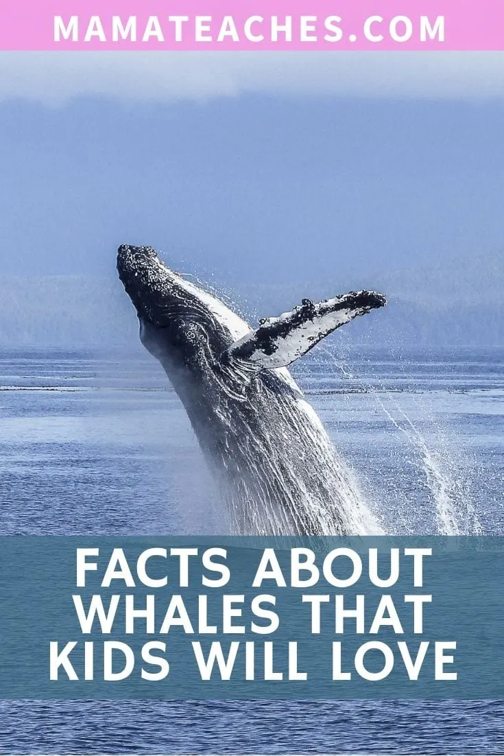 Fun Facts About Whales for Kids