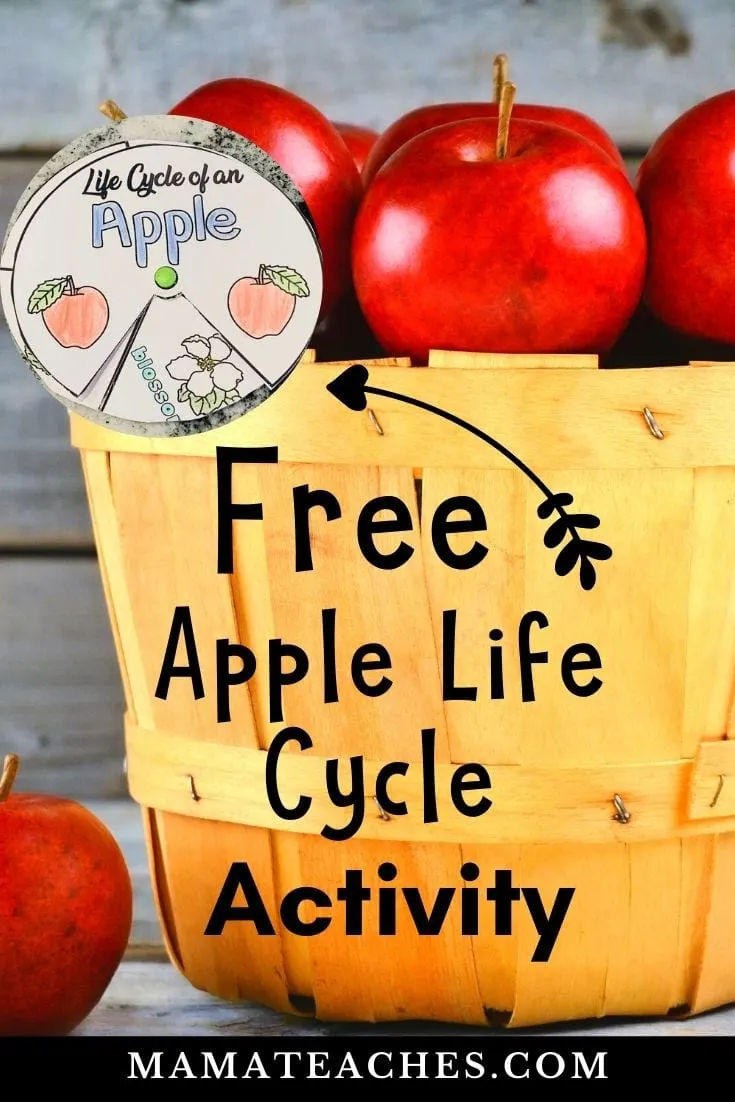 Free Apple Life Cycle Activity Printable - MamaTeaches