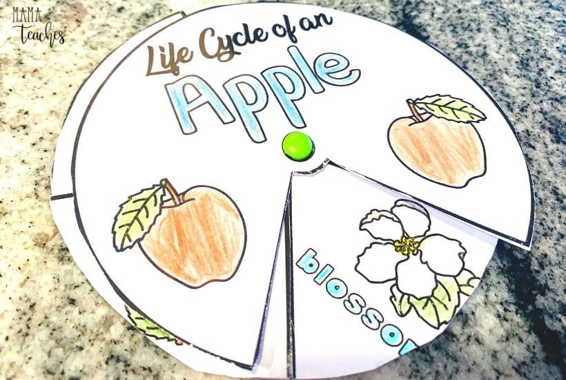 Printable Apple Life Cycle