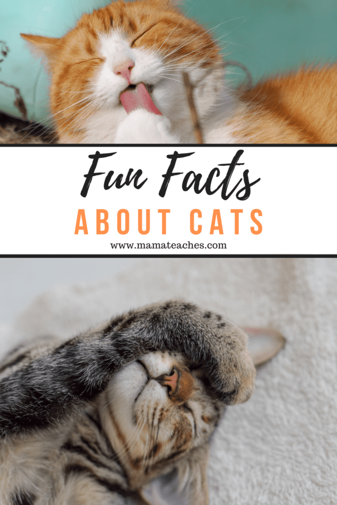 Interesting and Fun Facts About Cats for Kids - Mama Teaches