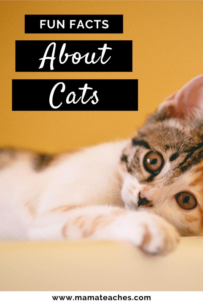 Interesting and Fun Facts About Cats for Kids - Mama Teaches